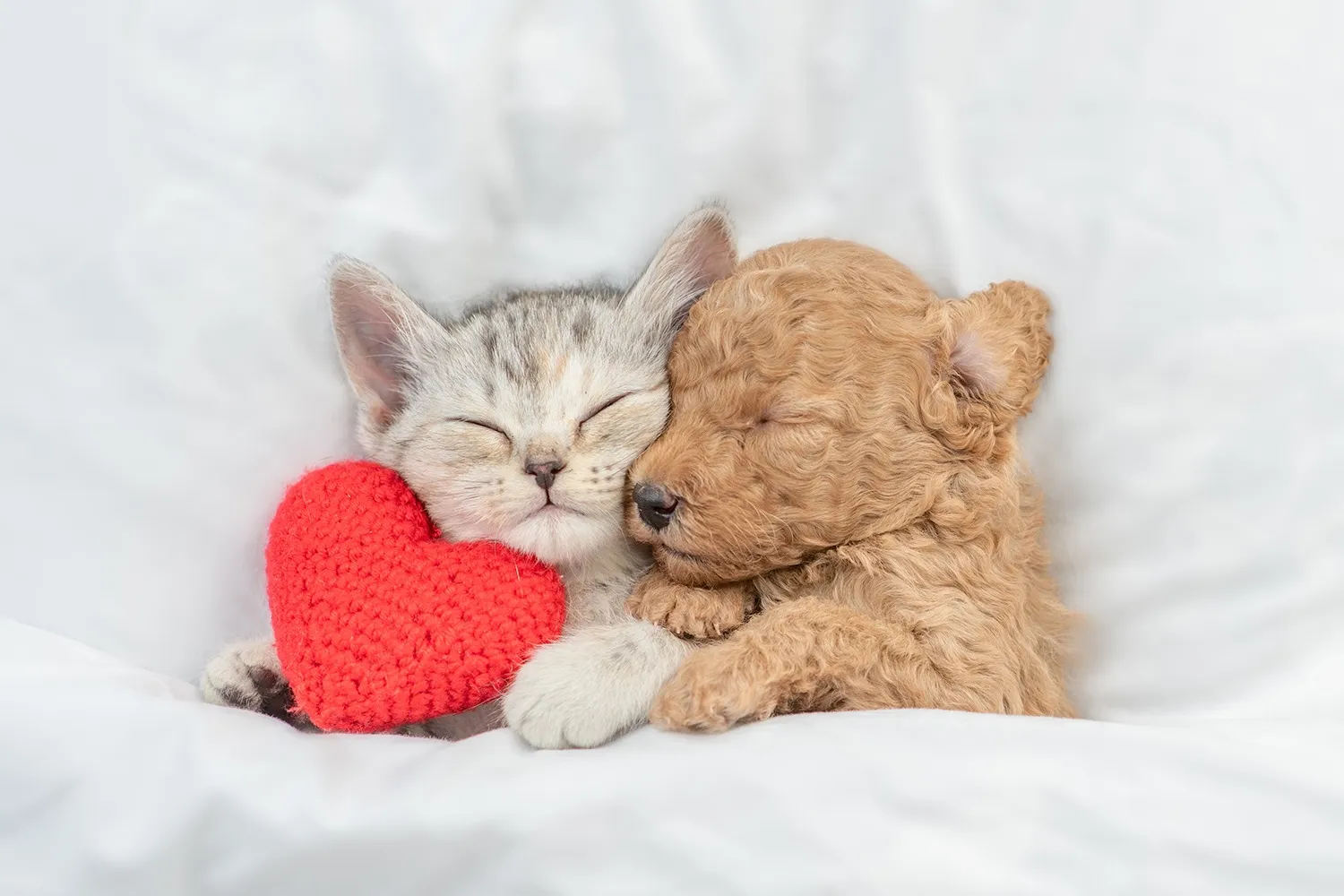お問い合わせからの供養の流れを案内